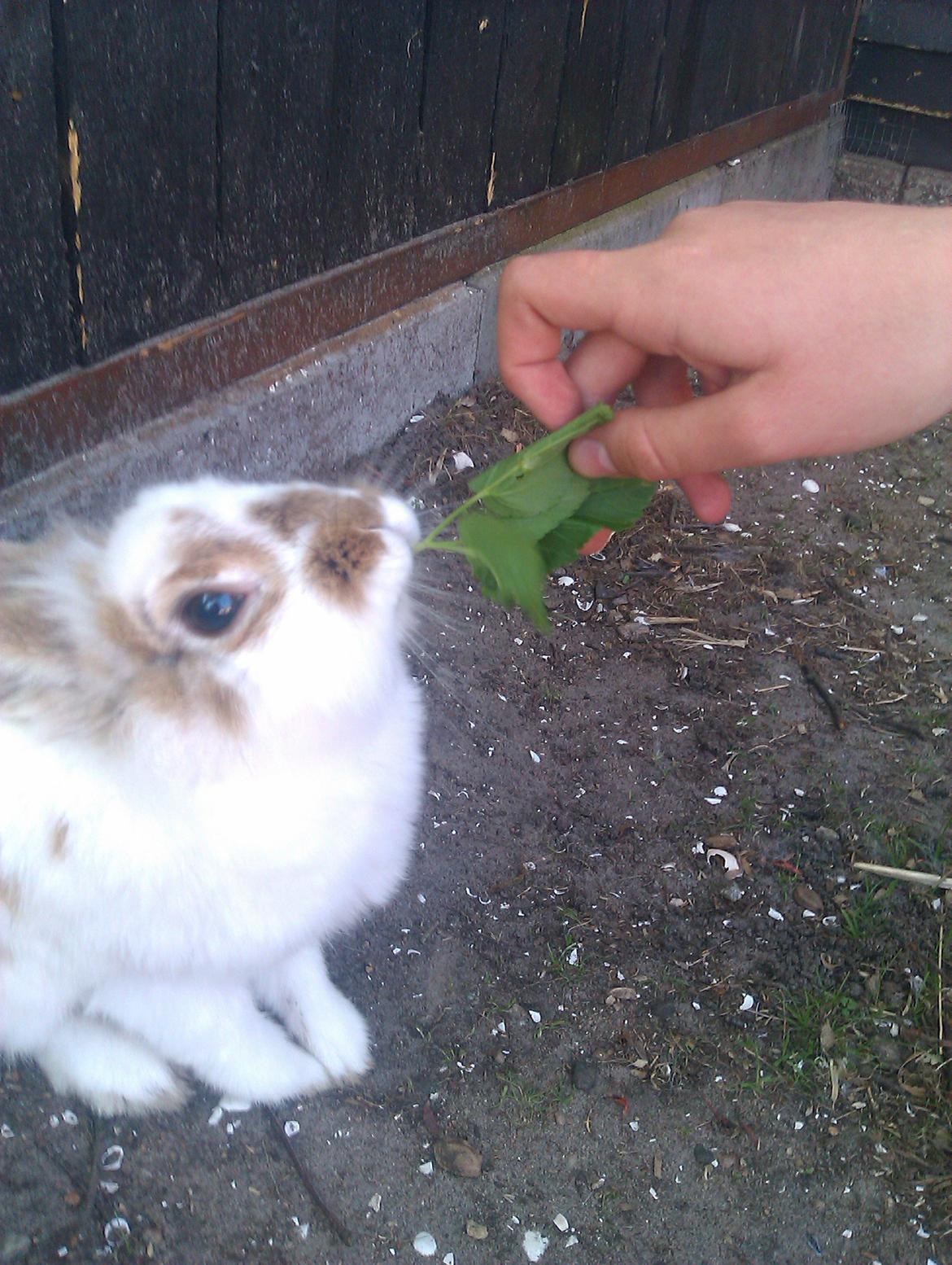 Kanin Ingemanns Misty. billede 10