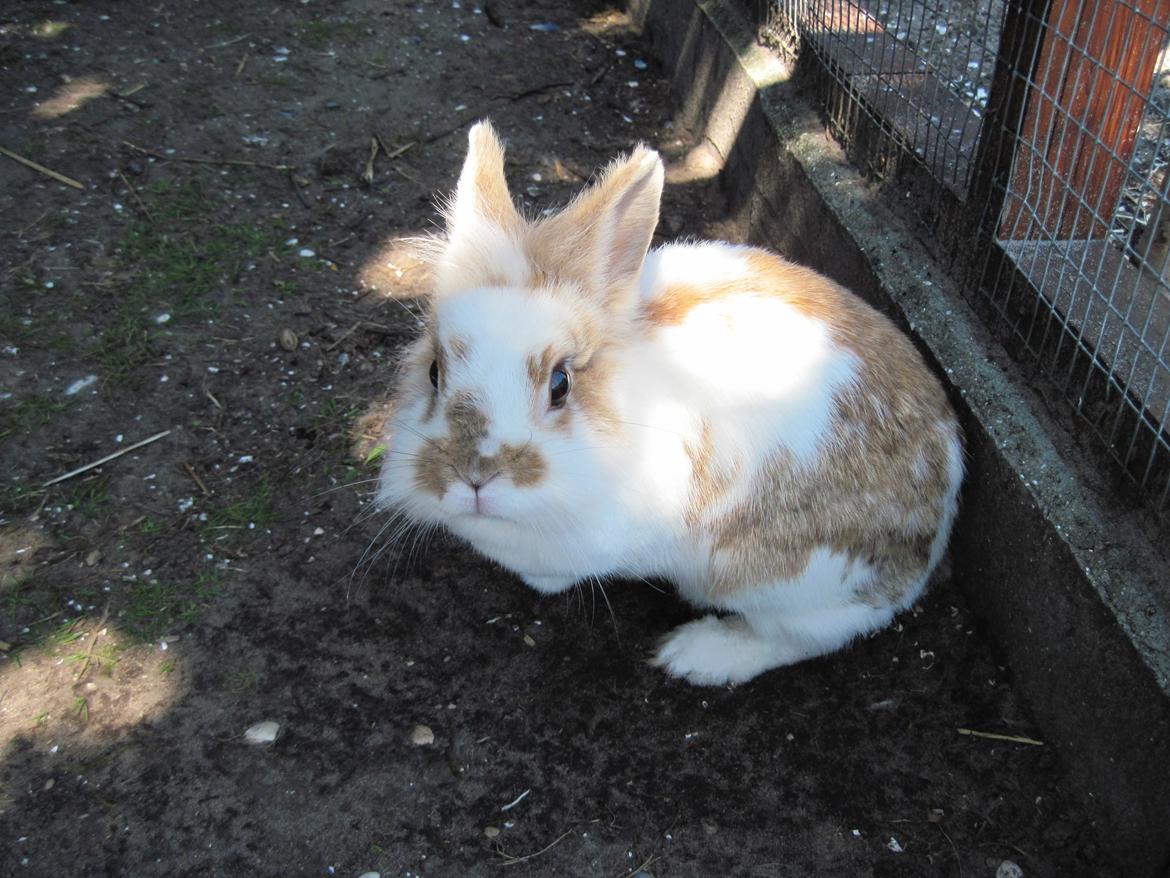 Kanin Ingemanns Misty. billede 5