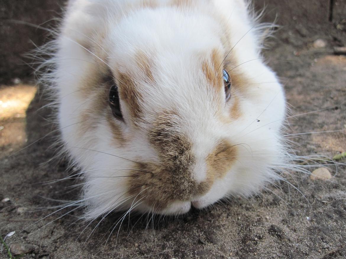 Kanin Ingemanns Misty. billede 3