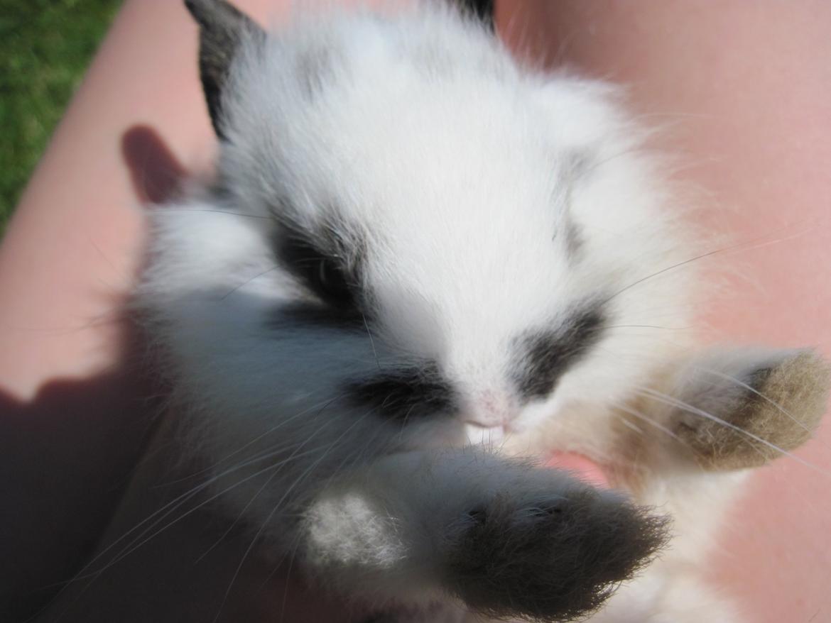 Kanin Stald Ingemann's Jumper<3 billede 4