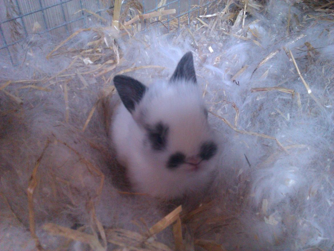 Kanin Stald Ingemann's Jumper<3 - Bette nysgerrige Jumper! billede 12