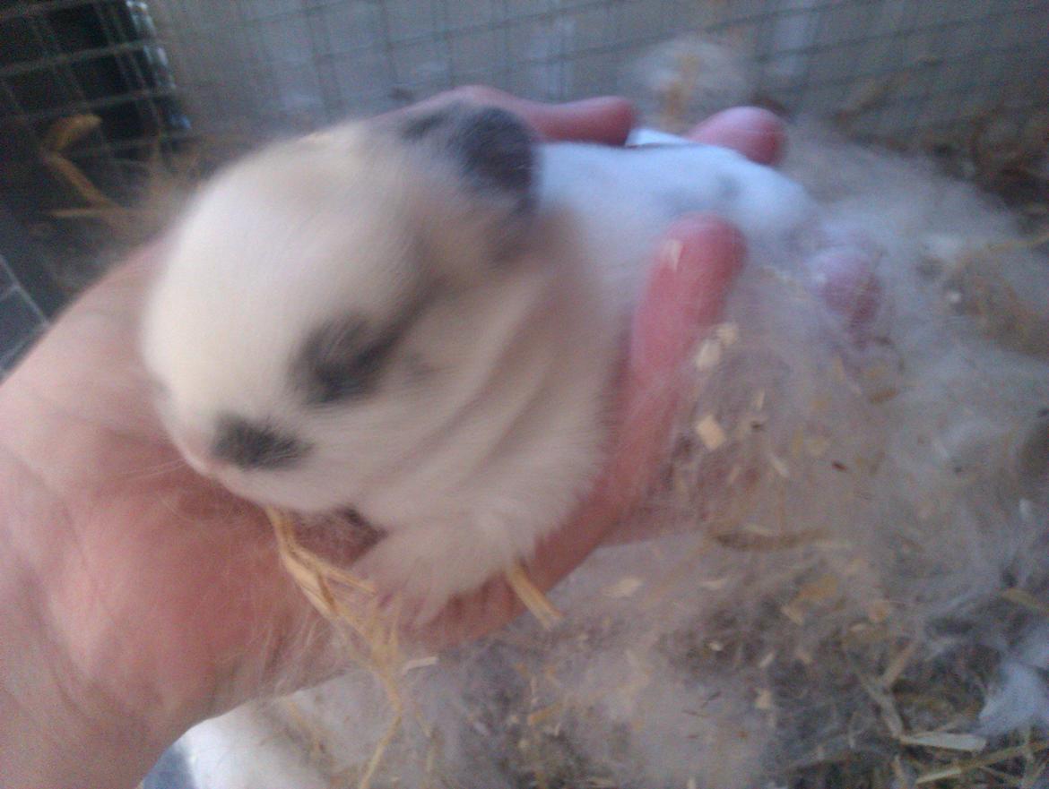 Kanin Stald Ingemann's Jumper<3 - Jumper som helt bette, lille tyksak!<3 billede 13