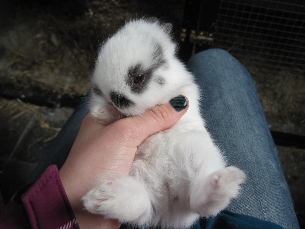 Kanin Stald Ingemann's Jumper<3 billede 7