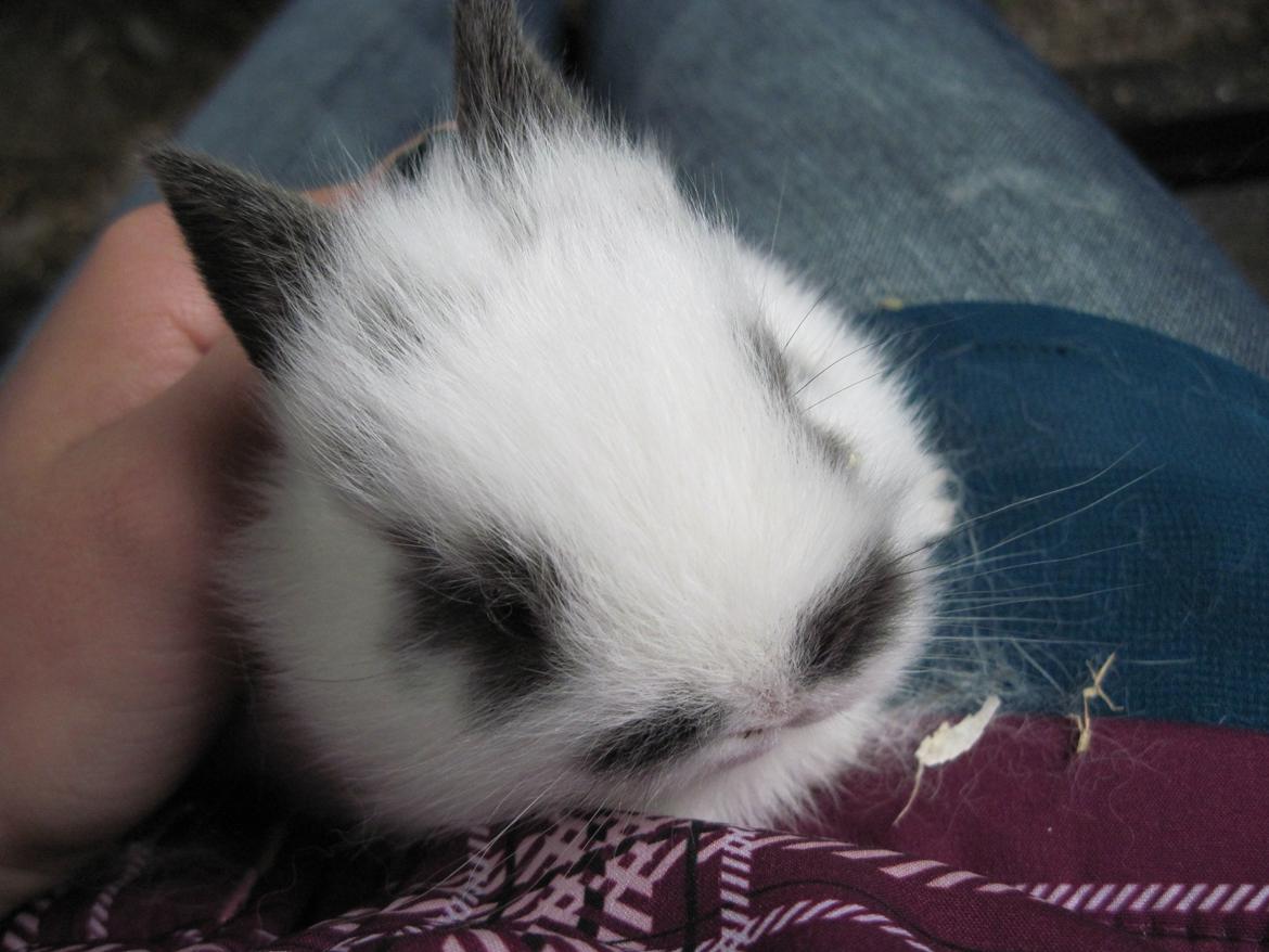 Kanin Stald Ingemann's Jumper<3 billede 8