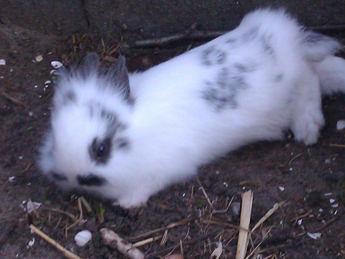 Kanin Stald Ingemann's Jumper<3 - Tar' lige en slapper! billede 9