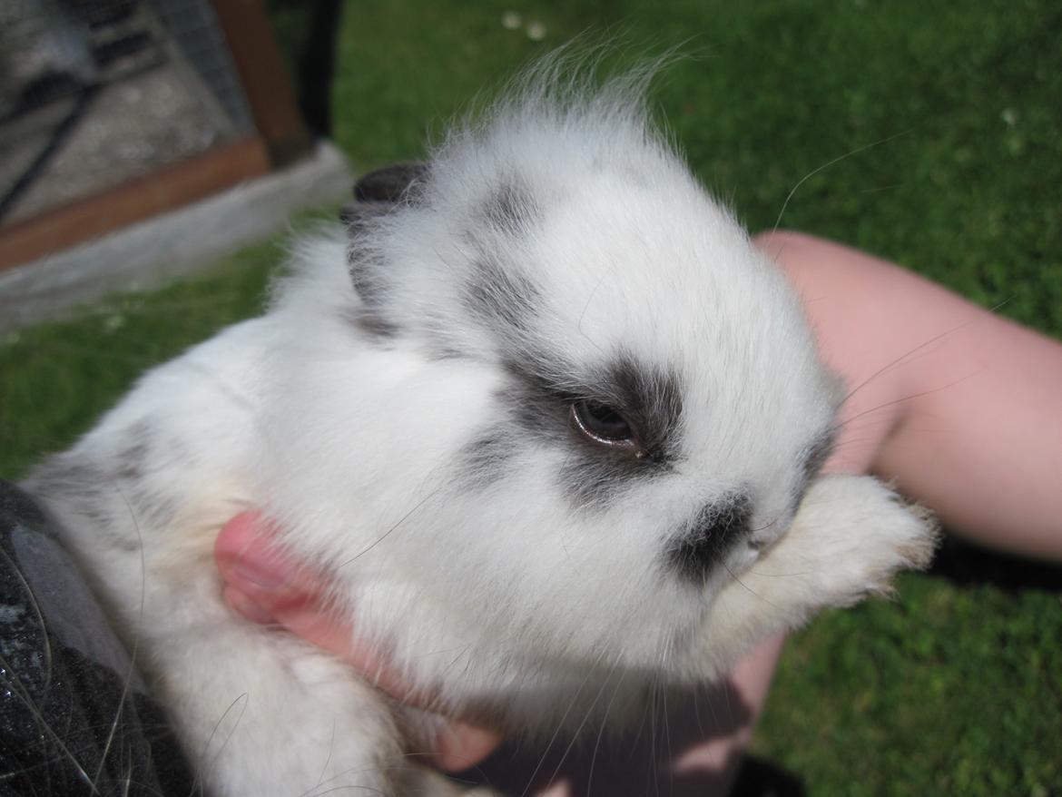 Kanin Stald Ingemann's Jumper<3 billede 10