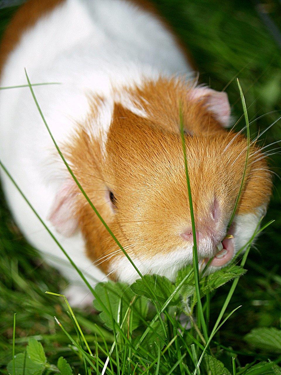 Marsvin Chili billede 1