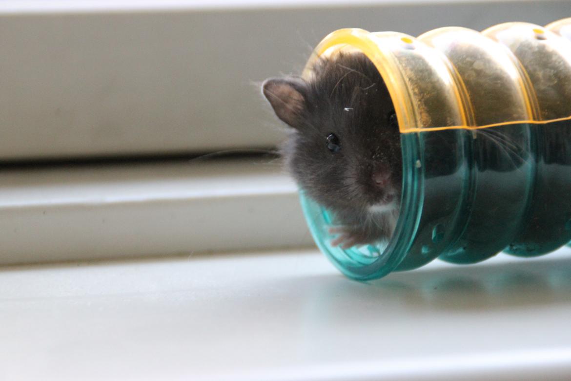 Hamster Batman billede 1