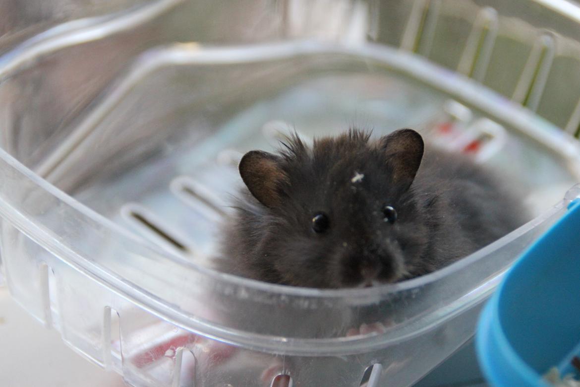 Hamster Batman billede 7