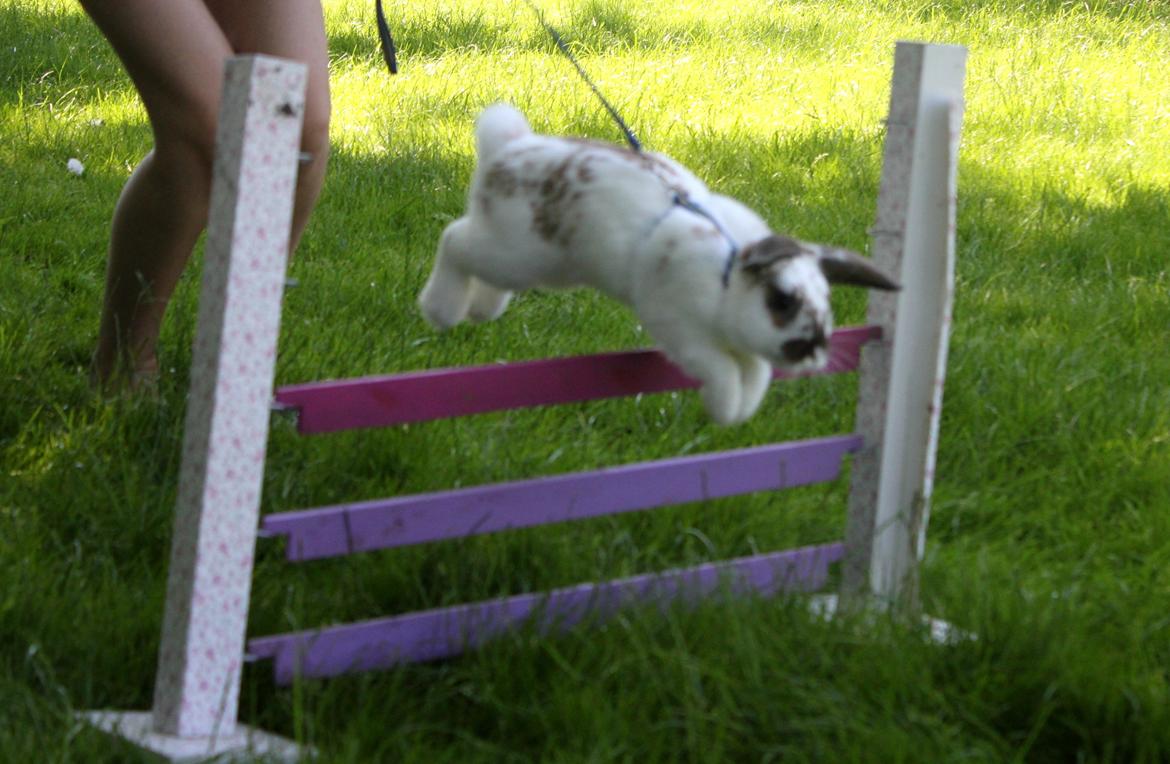 Kanin Winds Jar Jar Binks billede 8