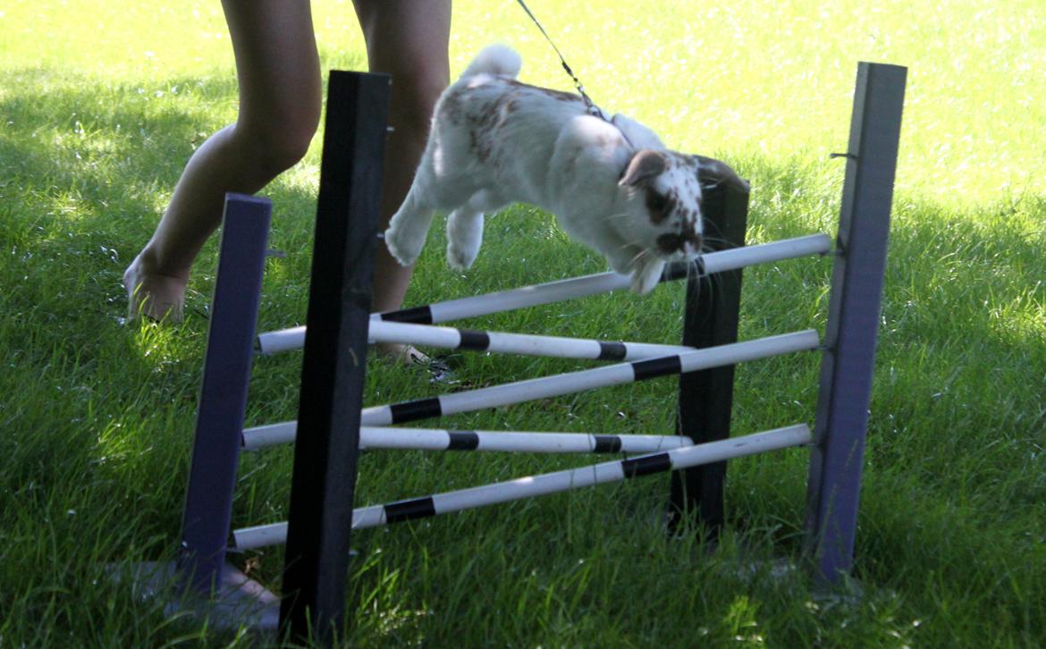 Kanin Winds Jar Jar Binks billede 9