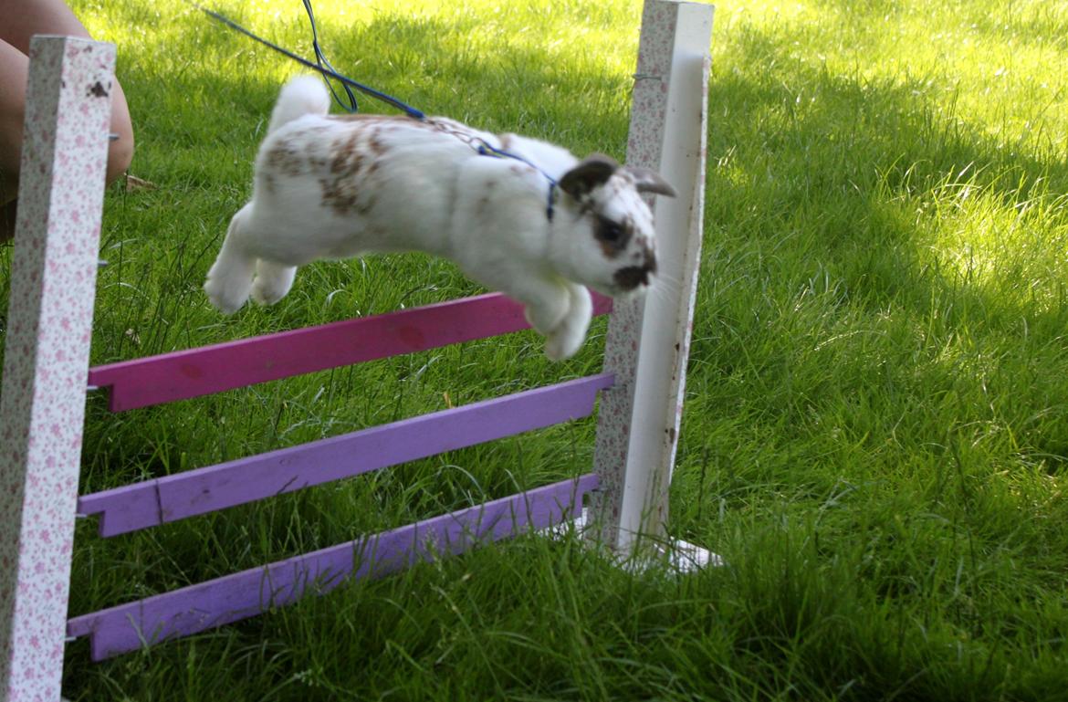 Kanin Winds Jar Jar Binks billede 11