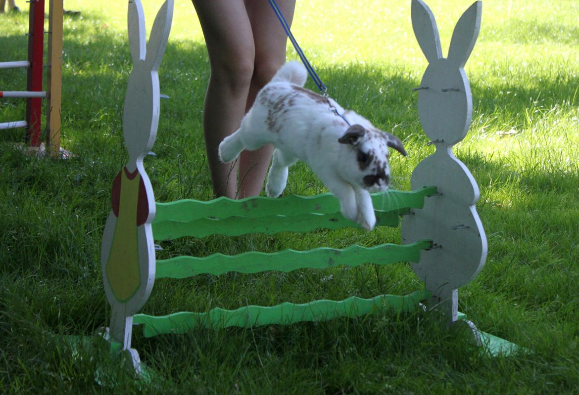 Kanin Winds Jar Jar Binks billede 12