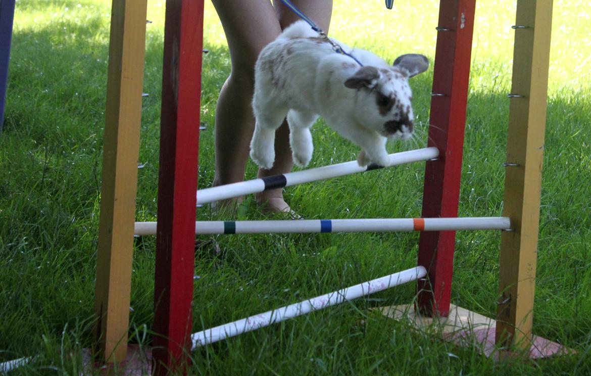 Kanin Winds Jar Jar Binks billede 13