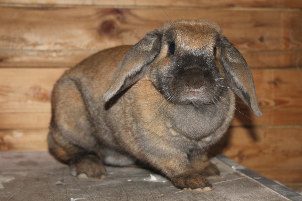 Kanin Hønsehusets Prazo Sioux Lakota billede 1