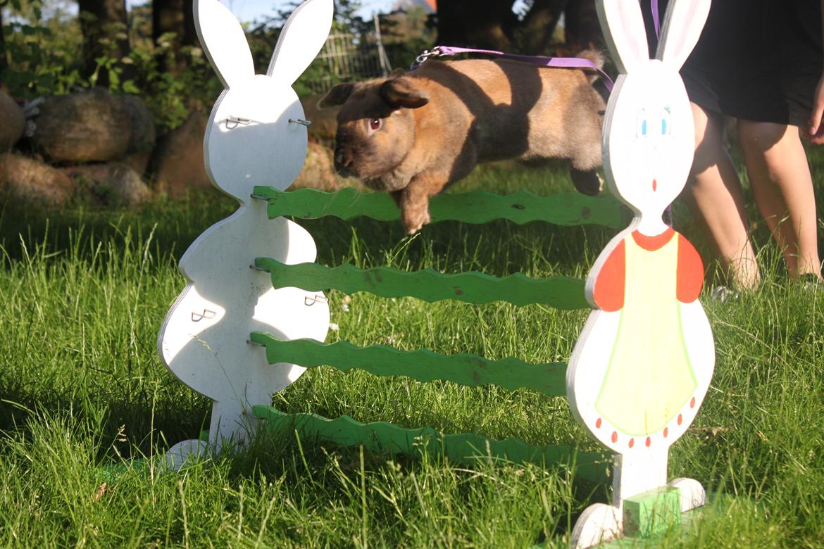 Kanin Hønsehusets Prazo Sioux Lakota billede 6