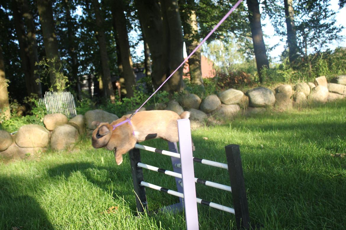 Kanin Hønsehusets Prazo Sioux Lakota billede 5