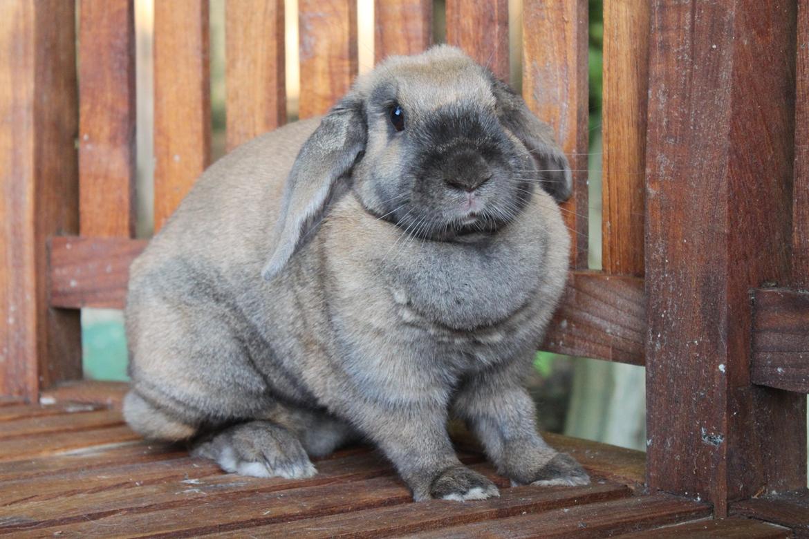 Kanin Hønsehusets Prazo Sioux Lakota billede 4