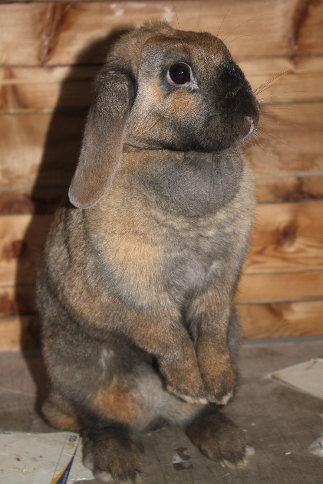 Kanin Hønsehusets Prazo Sioux Lakota billede 3