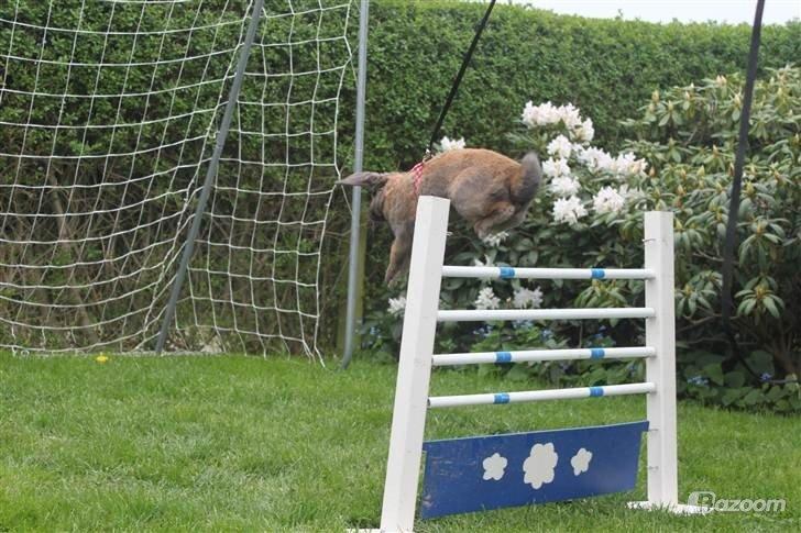 Kanin Hønsehusets Prazo Sioux Lakota billede 8