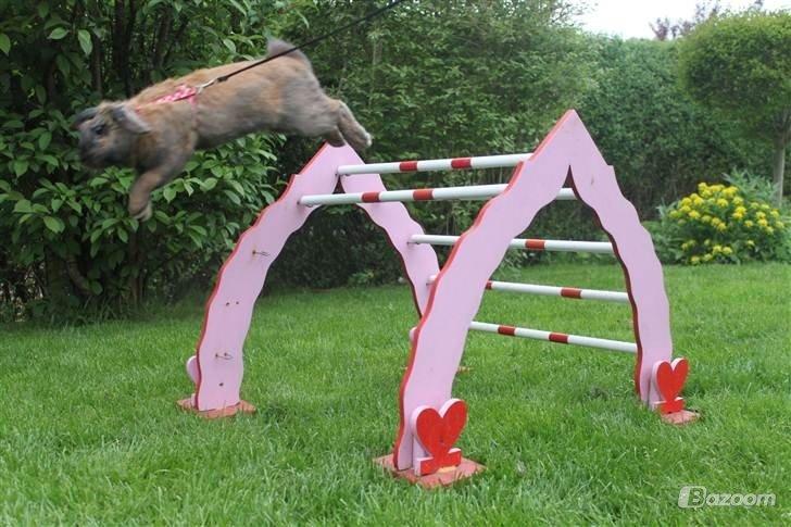 Kanin Hønsehusets Prazo Sioux Lakota billede 9