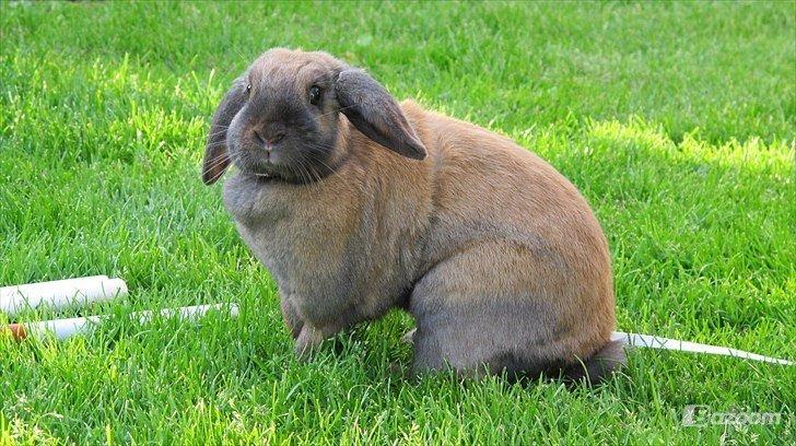 Kanin Hønsehusets Prazo Sioux Lakota billede 10