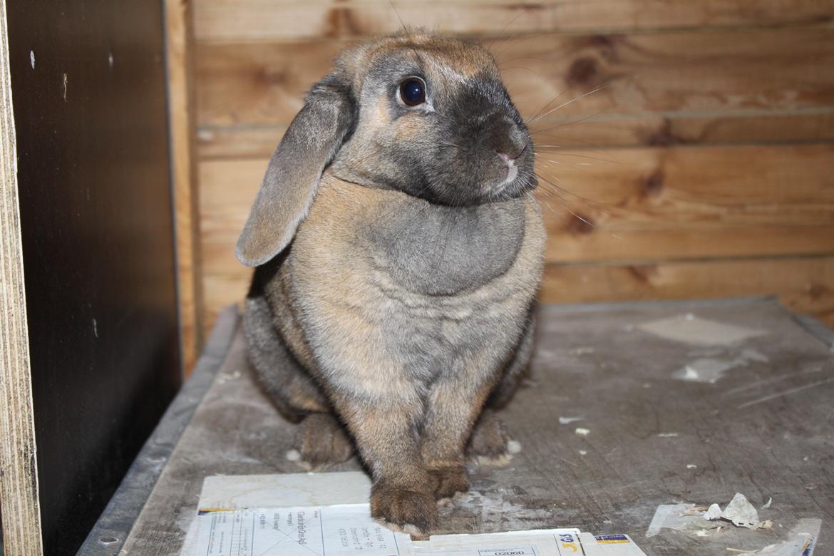 Kanin Hønsehusets Prazo Sioux Lakota billede 11