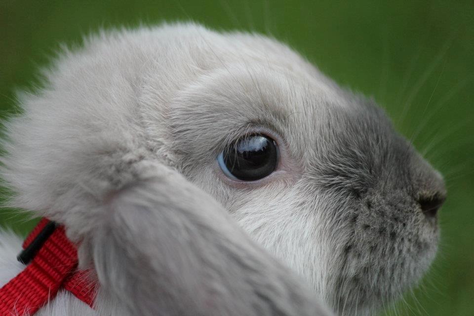 Kanin Fiona's Amour De La Fleur billede 6