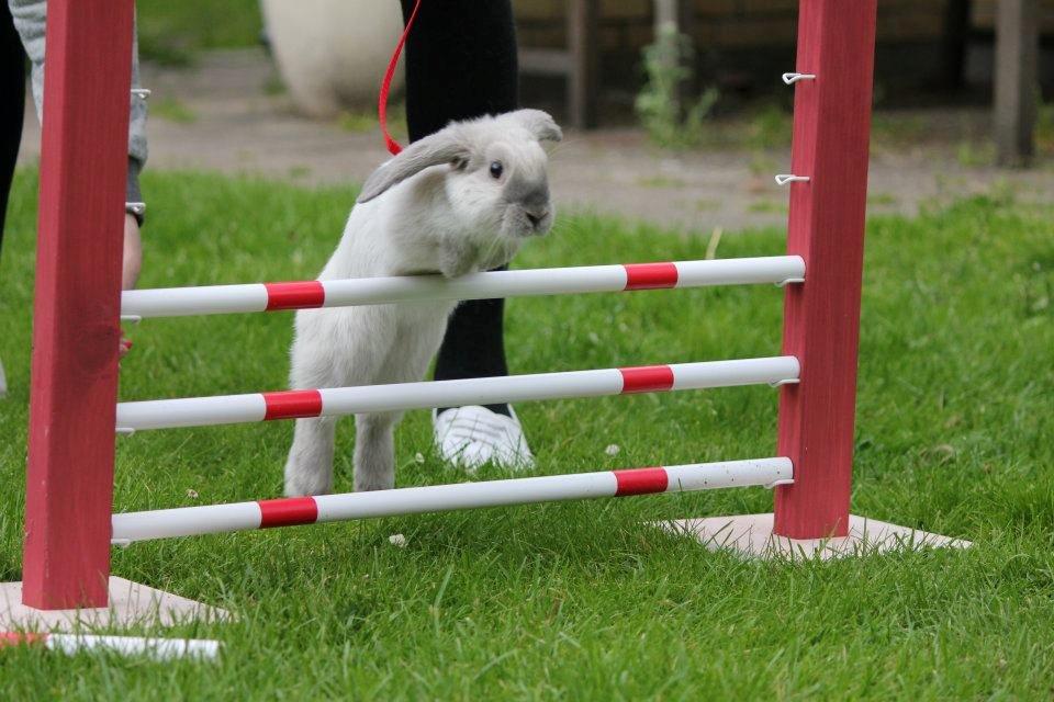 Kanin Fiona's Amour De La Fleur billede 14