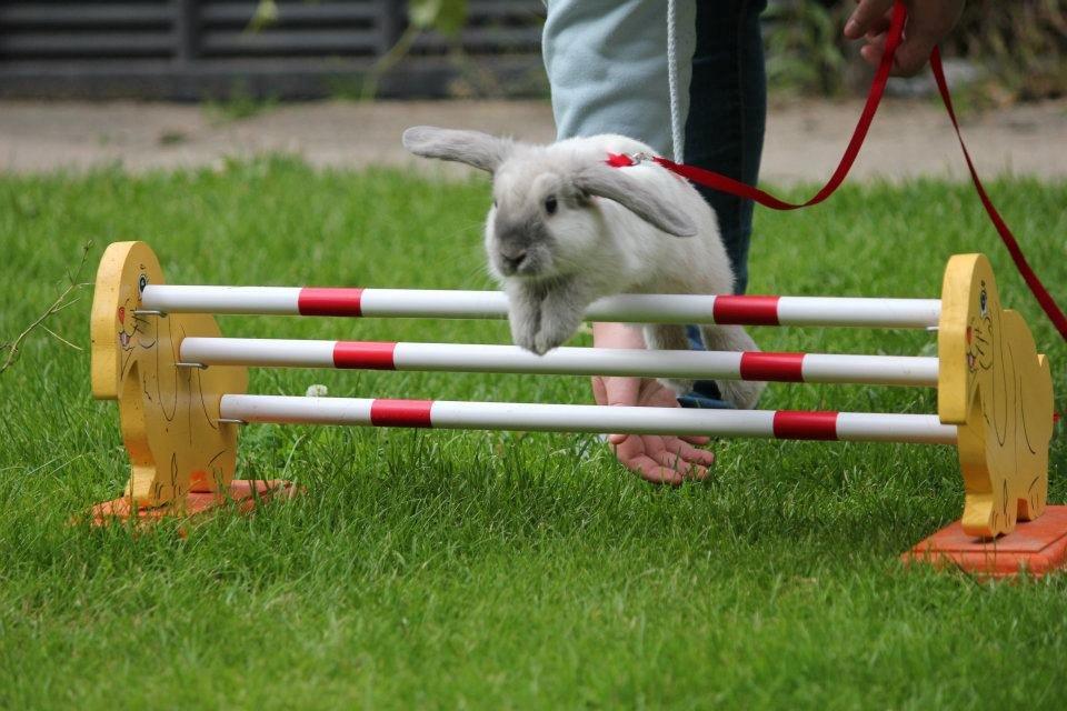 Kanin Fiona's Amour De La Fleur billede 16