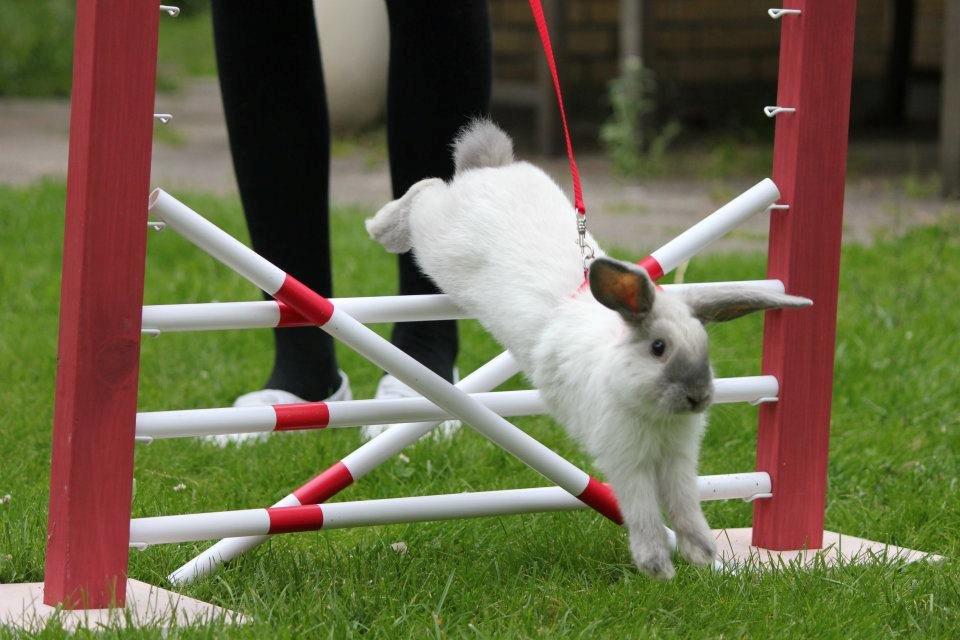 Kanin Fiona's Amour De La Fleur billede 15