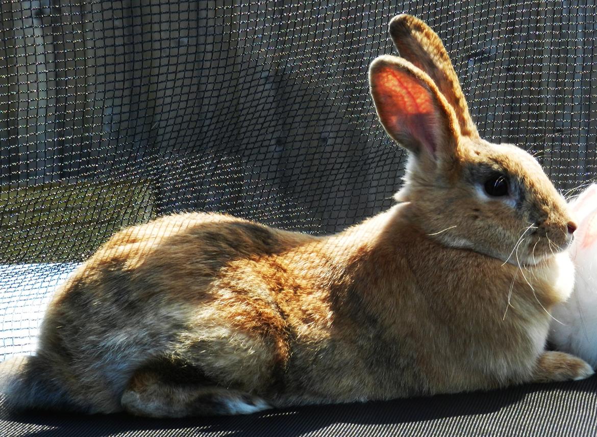 Kanin Anijo´s Silke - Silke nyder solen :) billede 3