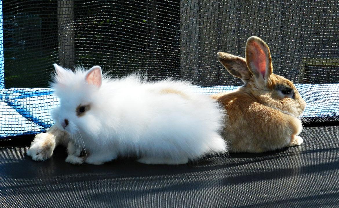 Kanin Anijo´s Silke - Snehvide er tror at Silke er dens mor :) billede 17