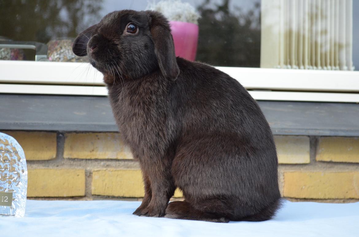 Kanin Milkas Ch. Koma Karma Kosmos billede 11