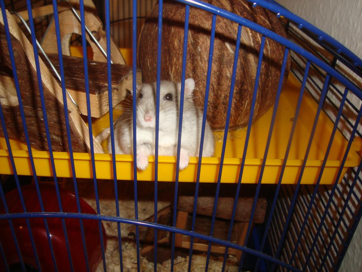 Dværghamster Theodore - Hallo? billede 8