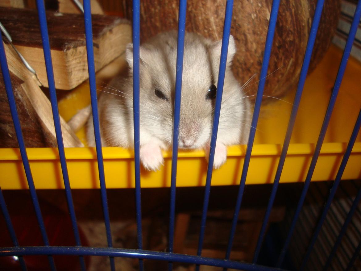 Dværghamster Theodore - Tag mig med dig billede 7