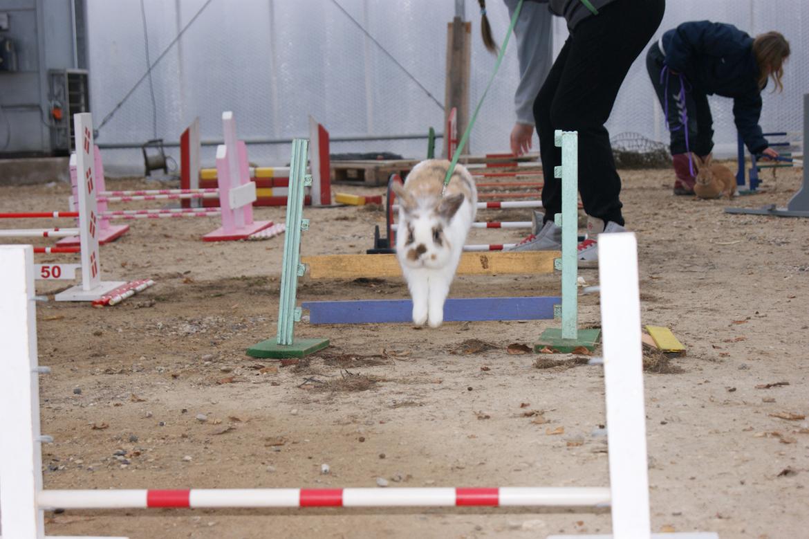 Kanin Nalle billede 19