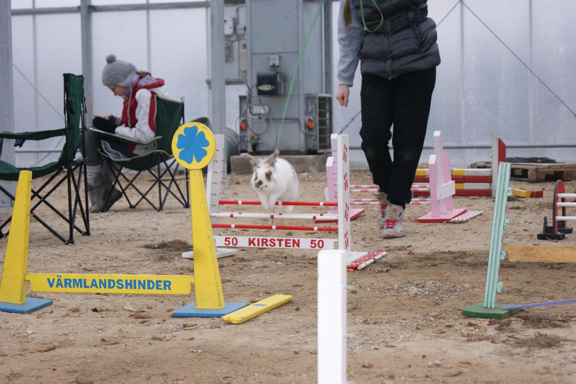 Kanin Nalle billede 20