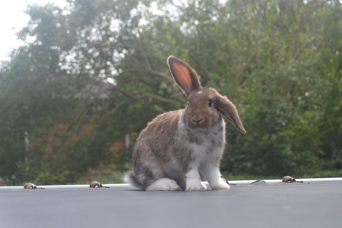 Kanin Aloreda's Kalaha billede 8