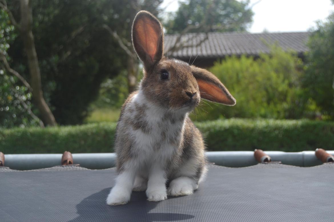 Kanin Aloreda's Kalaha billede 9