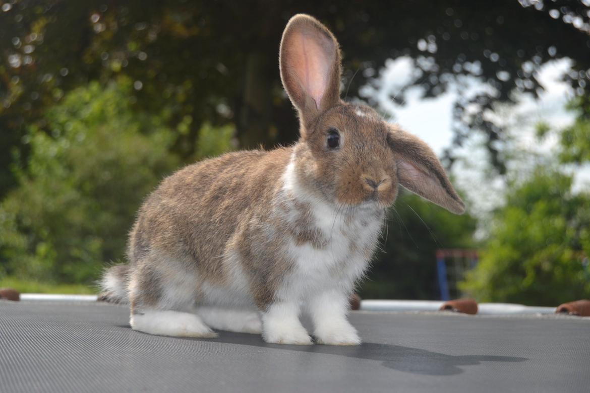 Kanin Aloreda's Kalaha billede 10