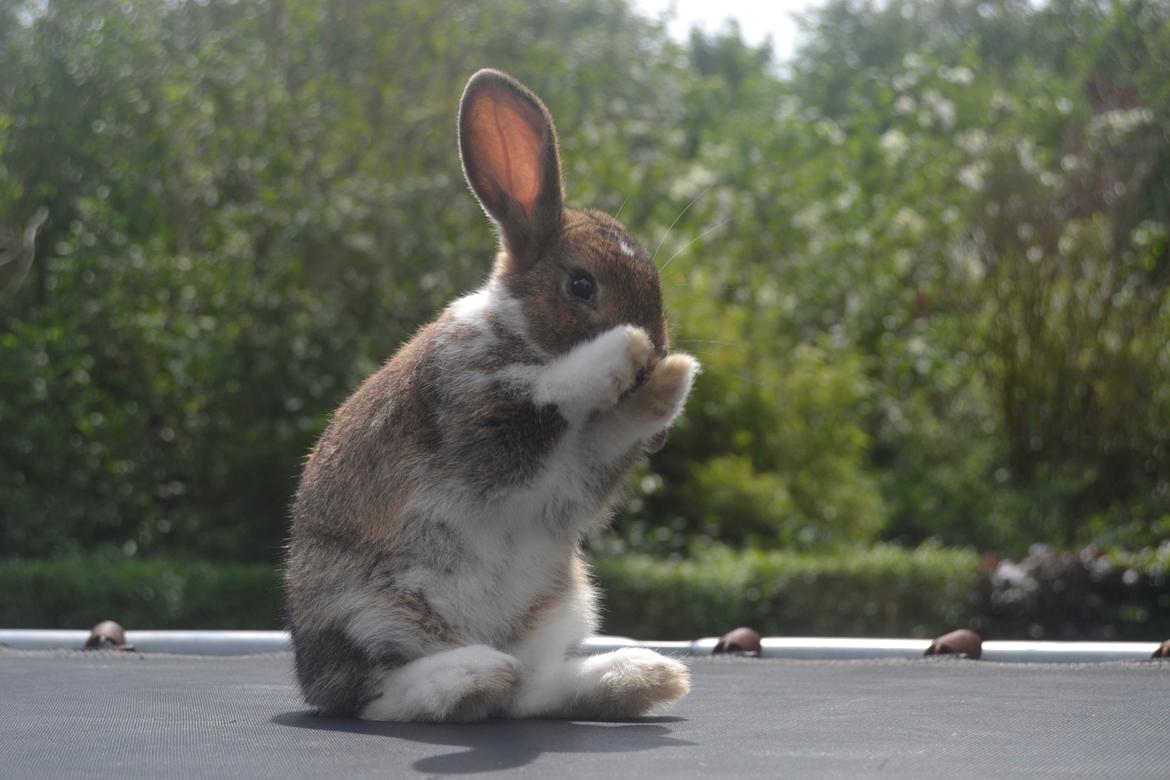 Kanin Aloreda's Kalaha billede 11