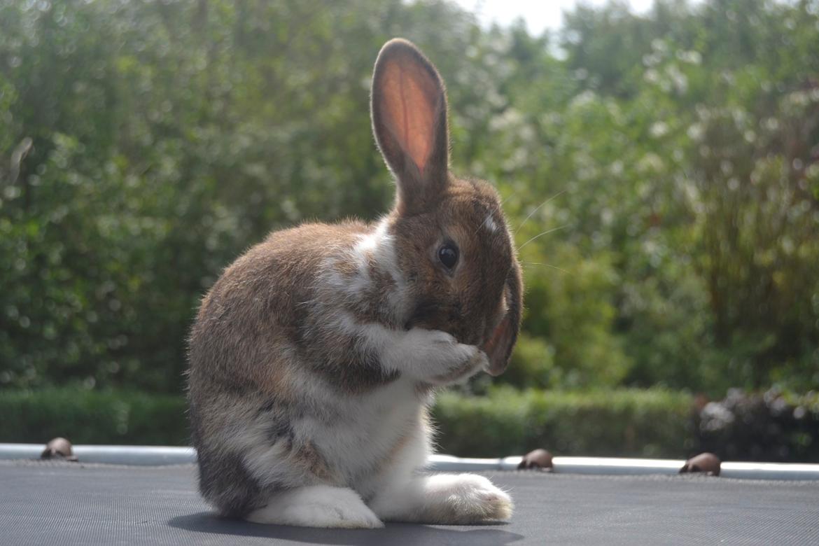 Kanin Aloreda's Kalaha billede 12