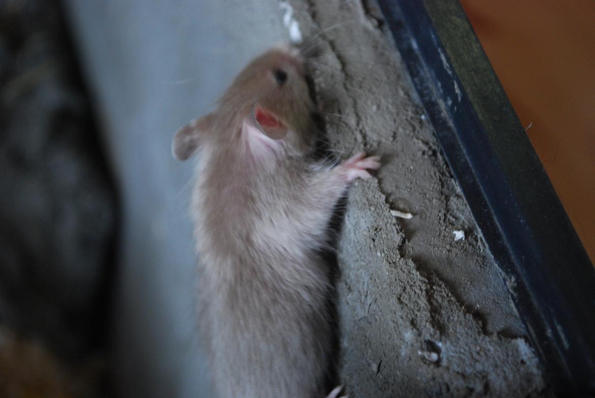 Mus | exc | Supra R.I.P :'-((( billede 1