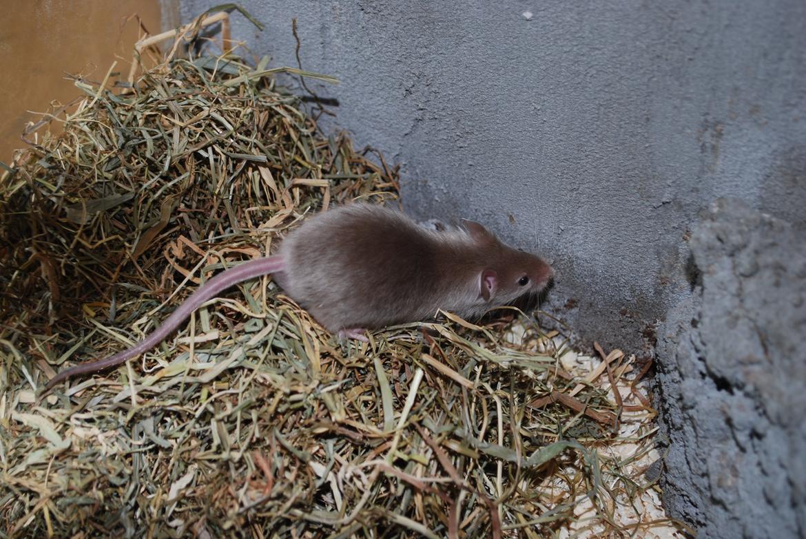 Mus | exc | Supra R.I.P :'-((( billede 2