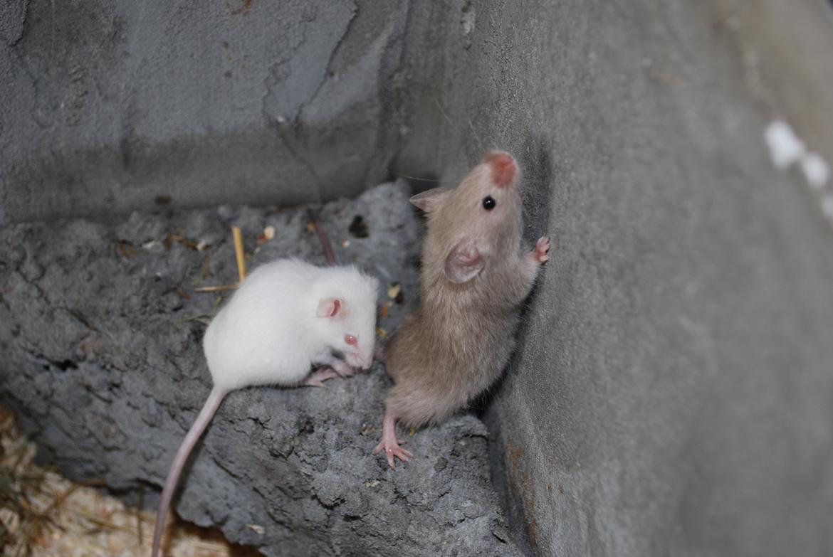 Mus | exc | Supra R.I.P :'-((( billede 3