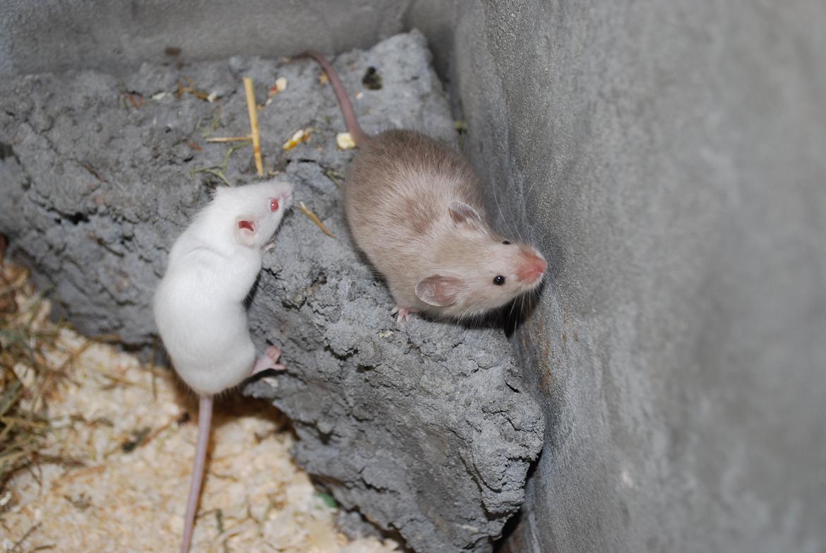 Mus | exc | Supra R.I.P :'-((( billede 4