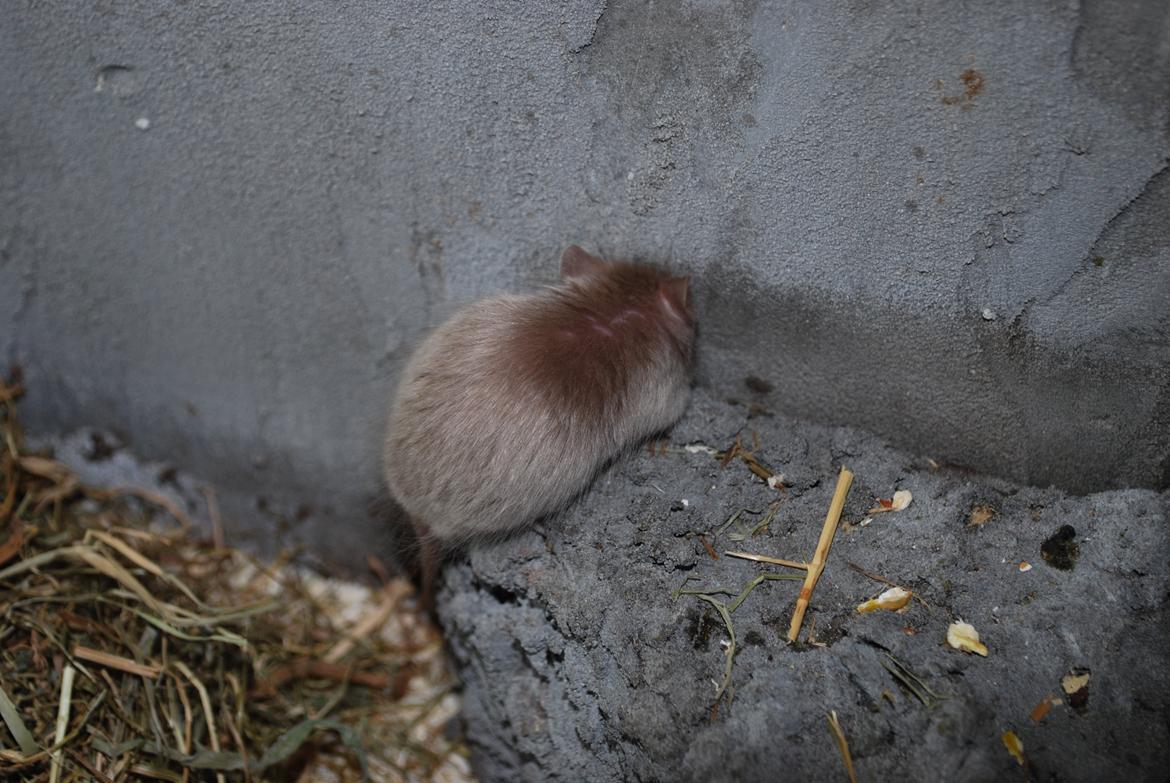 Mus | exc | Supra R.I.P :'-((( billede 5