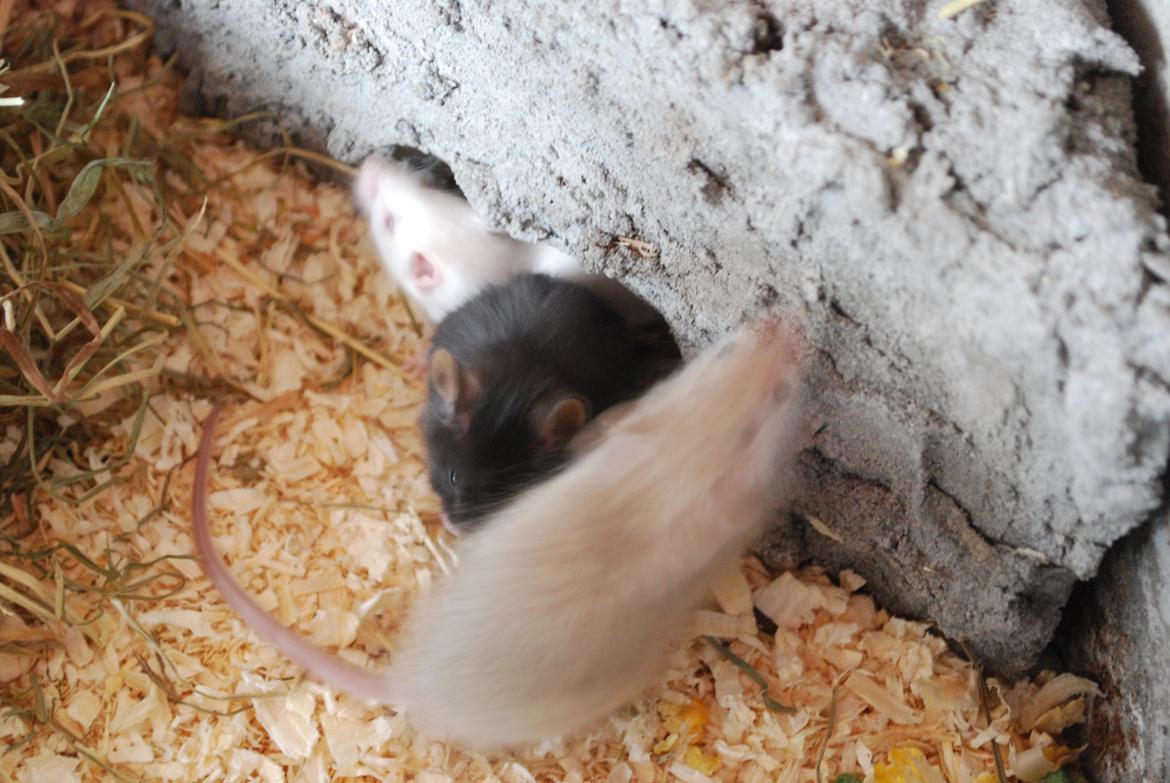 Mus | exc | Supra R.I.P :'-((( billede 6