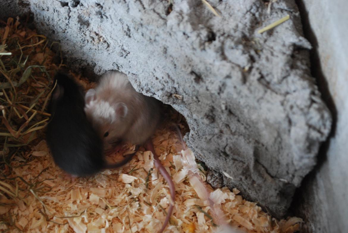 Mus | exc | Supra R.I.P :'-((( billede 7